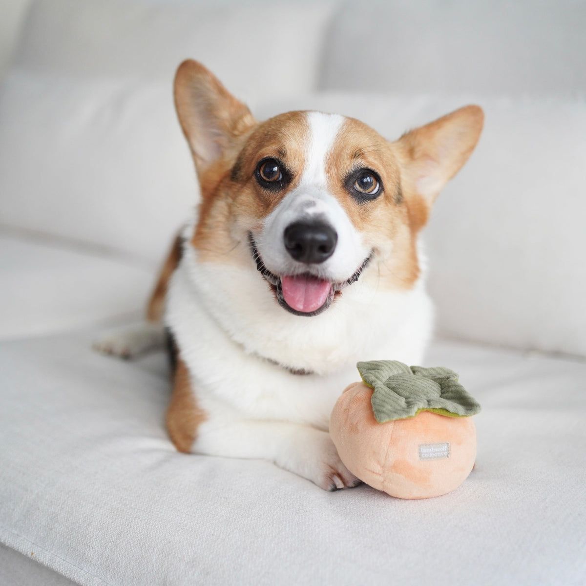Persimmon (Squeaky + Snuffle)