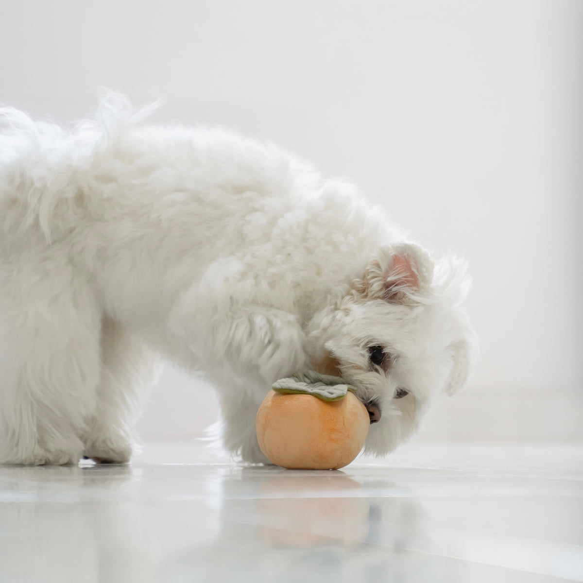 Persimmon (Squeaky + Snuffle)