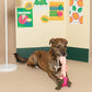 Radish Nosework Sniff Toy