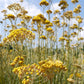 Immortelle Corse Biodynamic - Essential Oil - 5ml