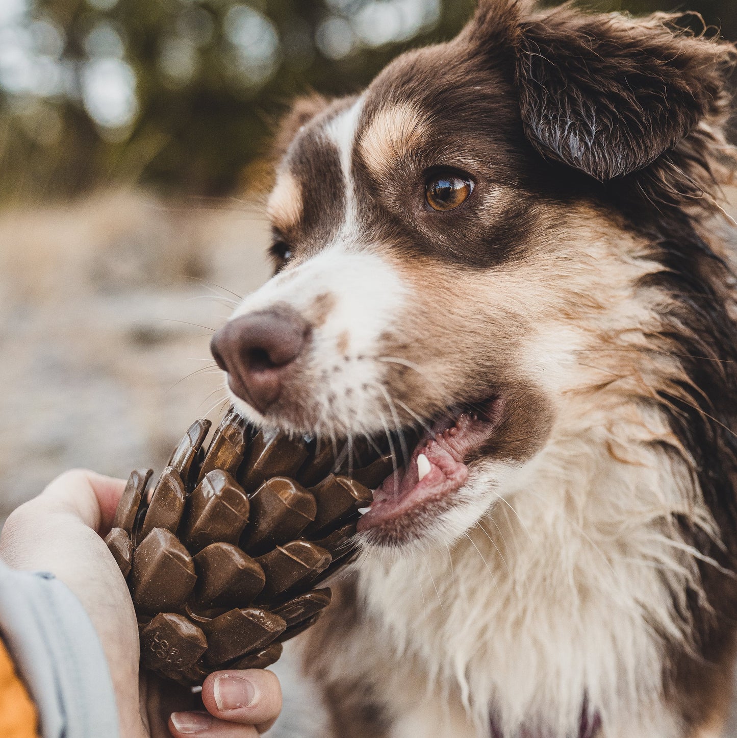 Loblolly Pinecone Puzzle Toy