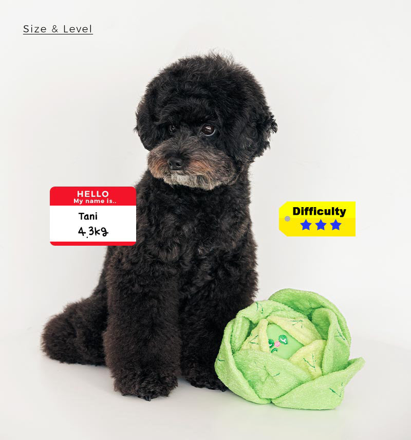 Cabbage Nosework Toy