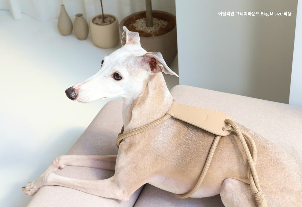 Essential Harness Black