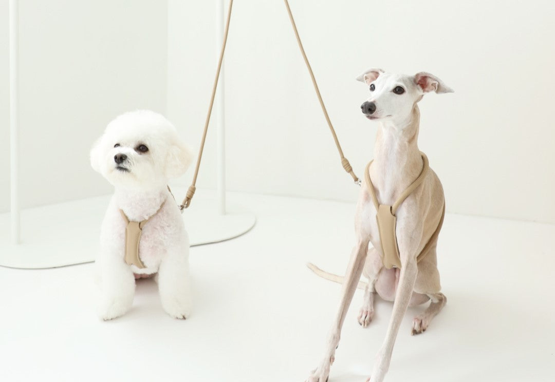 Essential Harness Black