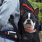 Jige Pet Backpack -  Dynamic Black (including Wooly Cushion - grey)