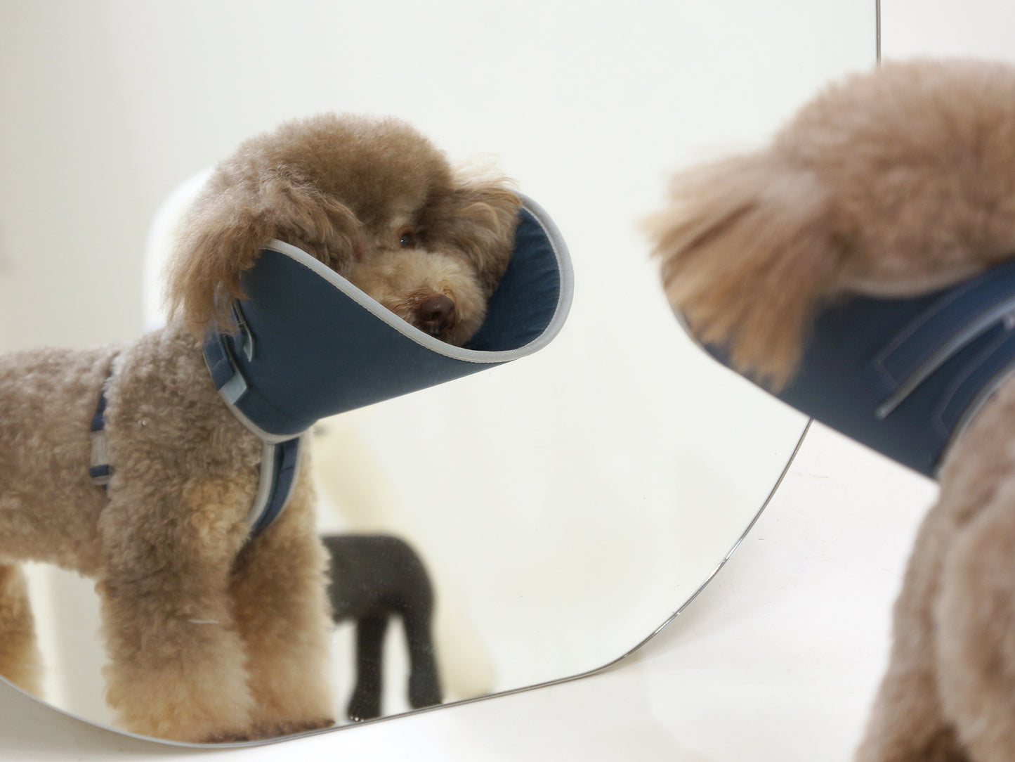 Half cone collar / elizabethan collar for pet