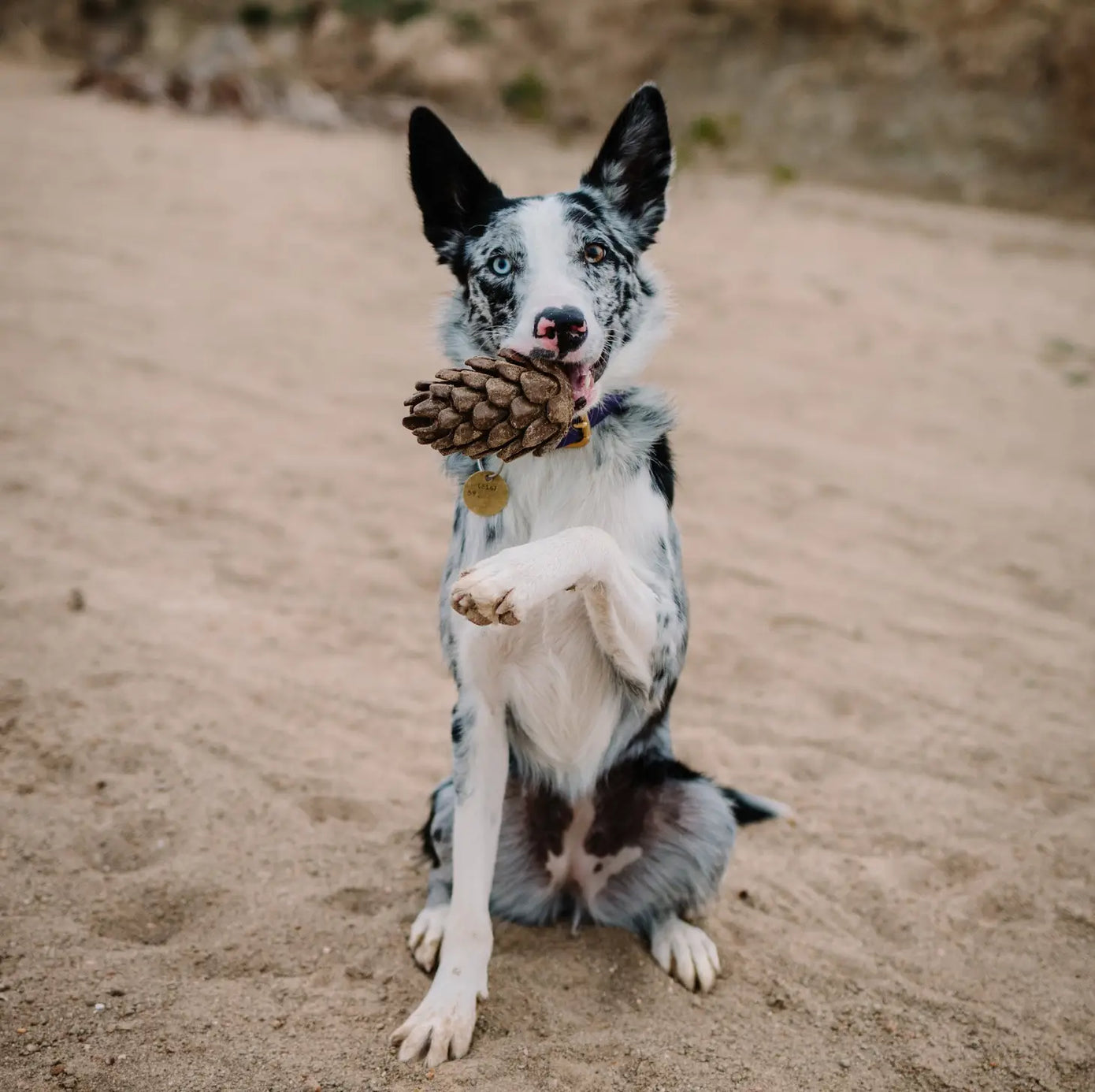 Loblolly Pinecone Puzzle Toy